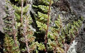 Image result for Cheilanthes inaequalis