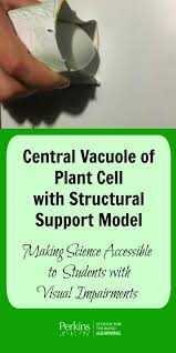 Quizlet is the easiest way to study, practise and master what you're learning. Central Vacuole Of Plant Cell With Structural Support Model Perkins Elearning