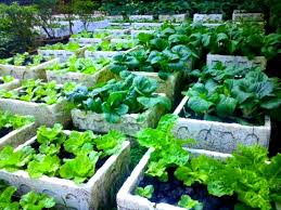 Kamu dapat menyiramnya setiap 2 hingga 3 hari sekali dan dalam 30 hari ke depan nikmati wortel bayi yang lezat langsung dari kebun rumahmu. Sekeliling Rumah Diusahakan Dengan Tanam Sayur Siapa Sangka Beri Pulangan Rm 4k Sebulan Keluarga