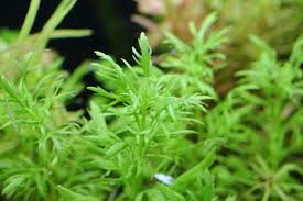 ウォーターウィステリア 丈夫で育てやすい水草 水草動画ブログ