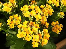 Pin By Lara Giannotti On Flowers In 2020 Kalanchoe Blossfeldiana Plants Garden Helpers
