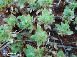 Image result for Bergia