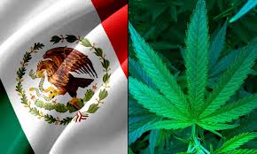 Compare prices & save money with tripadvisor (world's largest travel website). Mexican Senators Weigh Yet Another Extension Of Marijuana Legalization Deadline Marijuana Moment
