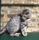 Ocicat Kittens for Sale - JumpnSpots Ocicats