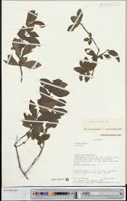 Image result for Orthopichonia seretii