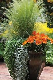 Elle subsiste l'hiver sous forme d'organes spécialisés souterrains protégés du froid et chargés en réserve (racines, bulbes, rhizomes). Plante A Feuillage Gris Argente Les Plus Belles Plantes Grises