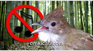 Sayap baru 06 november 2020. Beberapa Cara Mengatasi Burung Cucak Jenggot Mogok Bunyi Om Kicau