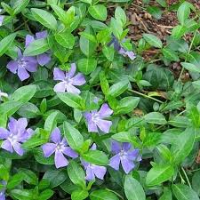 Stock images including perennial plants, annuals, shrubs, bulbs, trees, etc. Shrubs And Perennials