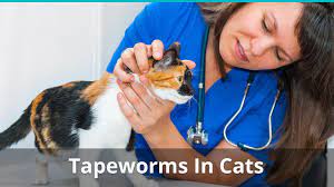 Cats can also get tapeworms via the flea on dogs if they are living in an infested home or yard. Tapeworms In Cats Causes Prevention And How To Get Rid Of Them