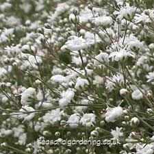 Baby's breath has low water needs and. Gypsophila Baby S Breath Planting And Growing Guide