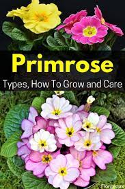 How To Grow And Care For Primrose Flower Primrose Plant Primrose Planting Flowers