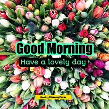 Good Morning Flower Images 4k Hd Free Download 2020 Good Morning Pic Good Morning Flowers Flower Images Good Morning Wallpaper