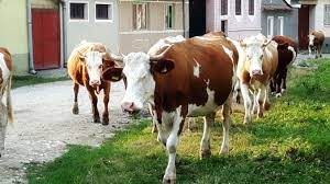 Data de referință pentru subvenția ant la bovine nu se schimbă începând din 2021. SubvenÈii Apia Bovine 5 Scheme In Curs De PlatÄ La Final De An