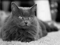 They are both highly intelligent and quite docile and loving to family. Nebelung Cat Full Profile History And Care