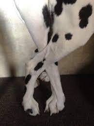 Eleanor Green Winters First Litter Having Puppies Finding Breeder Pregnant Dog Birthing Puppies Finding Homes