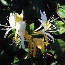 Image result for Lonicera confusa
