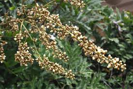 Image result for Deinbollia