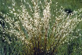 Image result for Schizachyrium