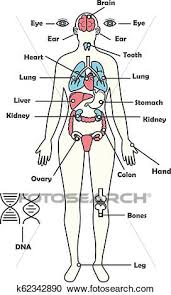 This article looks at female body parts and their functions, and it provides an interactive diagram. Female Human Anatomy Body Internal Organs Vector Diagram Clipart K62342890 Fotosearch