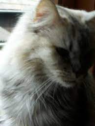 unsere haustiere milben bei katzen hausmittel gegen ohrmilben katzen milben katze milben