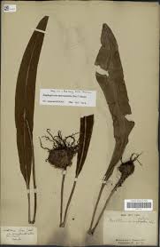 Image result for Elaphoglossum macropodium