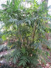 Image result for Chamaedorea microspadix