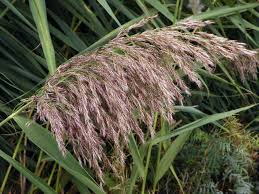 Image result for Phragmites australis
