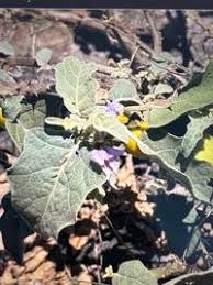 Image result for Solanum campylacanthum 'incanum type'