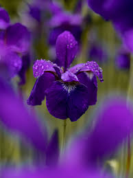 As well as being the scientific name, iris is also widely used as a common name for all iris speci. Sustainable Living Association Timely Garden Tips From Wild Iris Living