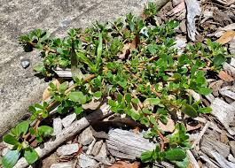 Image result for Portulaca oleracea