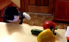 Kediler Salataliktan Neden Korkuyor Resim 1