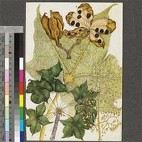 Image result for Sterculia quinqueloba