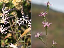 Image result for Silene burchellii