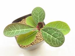 Image result for Monadenium pseudoracemosum