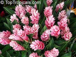 We did not find results for: Alpinia Purpurata Red Ginger Lily Ostrich Plume Red Cone Ginger Toptropicals Com