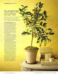 Grow Your Own Lemon Tree Out Of Store Bought Lemons In 11 Easy Steps Indoor Lemon Tree Citrus Trees Potted Trees