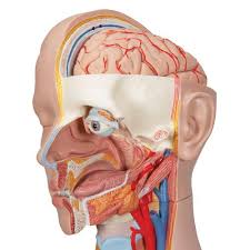 Picture of the human organs human organs viewed from back guide photo gallery on website with. Model Animals Axis Scientific 18 Part Premium Unisex Human Torso Model Detailed Life Size Human Body Model Has 18 Removable Human Organs Includes Detailed Product Manual 3 Year Warranty Science Education