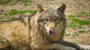 All wolf you can download absolutely free. Game Of Thrones Dire Wolves Existed But May Not Have Been Wolves Mental Floss