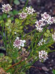 Wild Candytuft Iberis Amara Flowers Naturegate Flowers Garden Plants