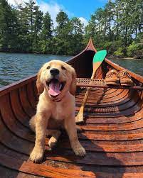 If you've ever owned a golden retriever—or have just eaten a meal near one—you know how much they love to eat. 210 Times Golden Retriever Puppies Were The Purest Thing In The World Bored Panda