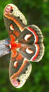 Pin On Butterflies