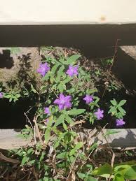 Image result for Vandellia humilis