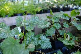 Image result for heuchera americana