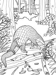 World Wildlife Fund Coloring Google Search Animal Coloring Books Animal Coloring Pages Pangolin Art