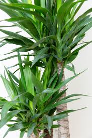Image result for yucca gigantea en casa