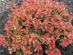 Image result for Berberis
