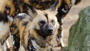 Animals at the zoo and where to find them. Yqhossfoe8h3om