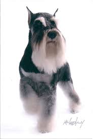 Miniature Schnauzer Decor Schnauzer Puppy Schnauzer Miniature Schnauzer