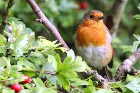 Image result for Erythrococca atrovirens