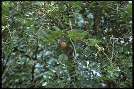 Image result for Xanthocercis zambesiaca